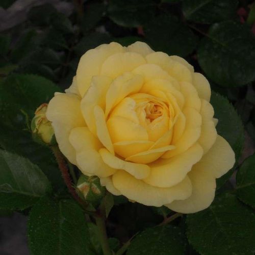 Rosa Anny Duprey® - sárga - Csokros virágú - magastörzsű rózsafa- bokros koronaforma